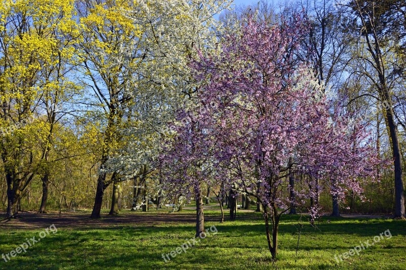 Park Deciduous Trees Trees Flowers Tree Blossoms