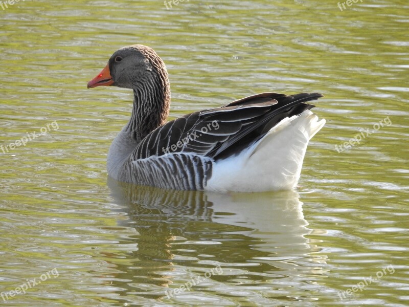 Duck Water Bird Plumage Duck Bird Nature