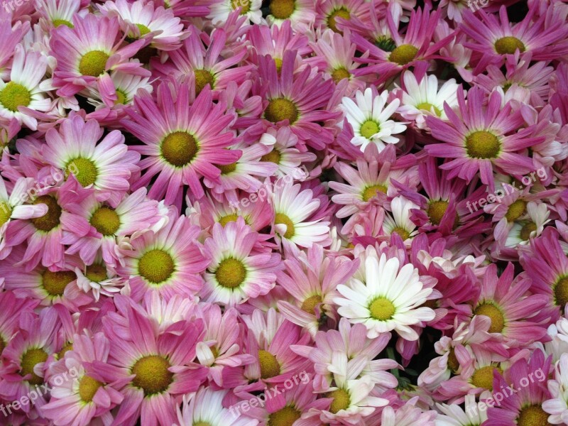 Flowers Daisy Garden Bouquet Nature