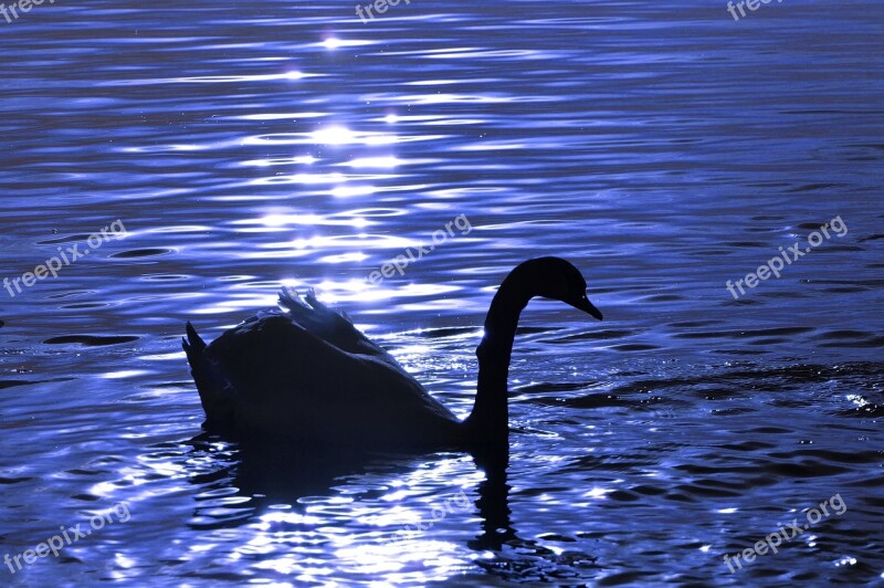 Swan Water Silhouette Animal World Lake