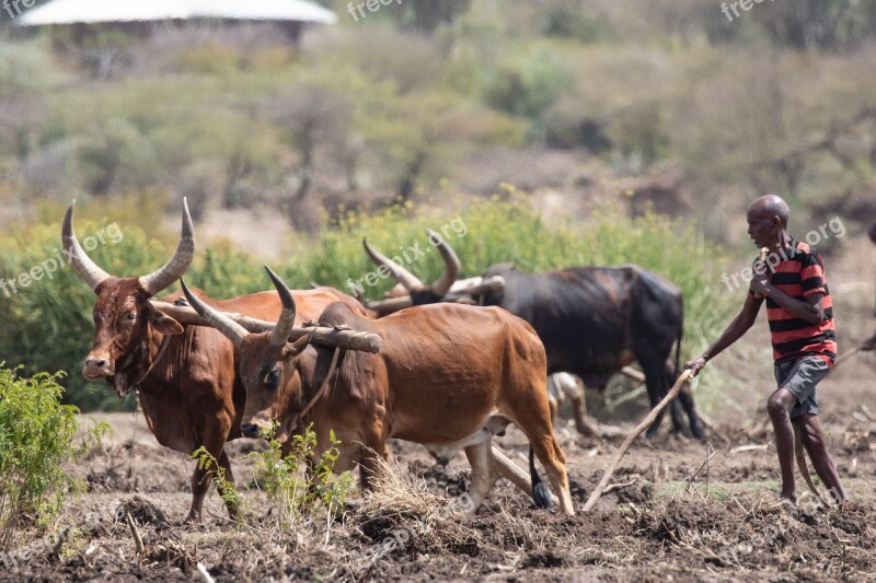 Ethiopia Africa Poverty Agriculture Swot Up