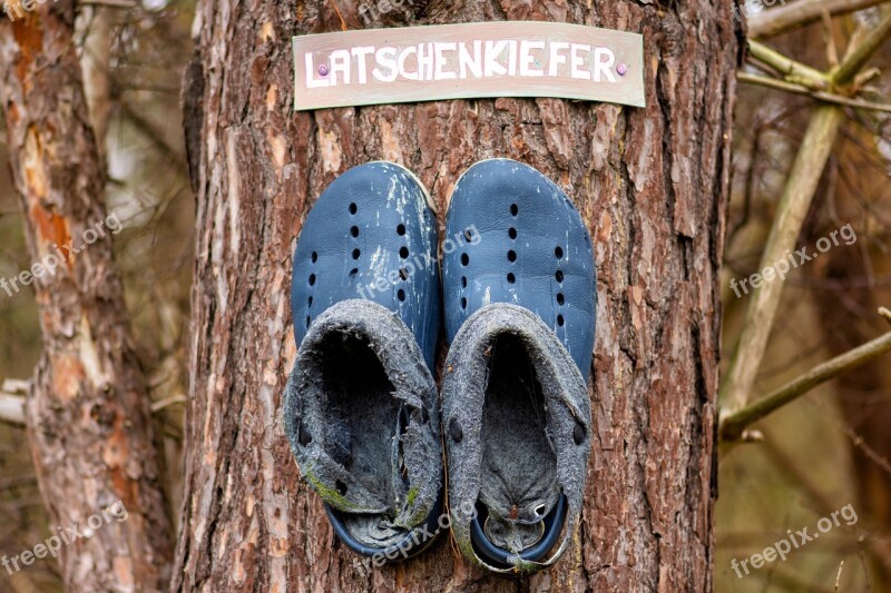 Pine Shoes Leather Old Tree