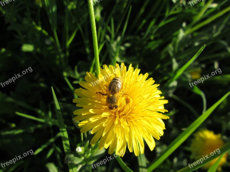 Bee Dandelion Yellow Nature Flower