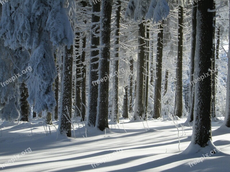 Winter Forest Landscape Snow Winter Nature