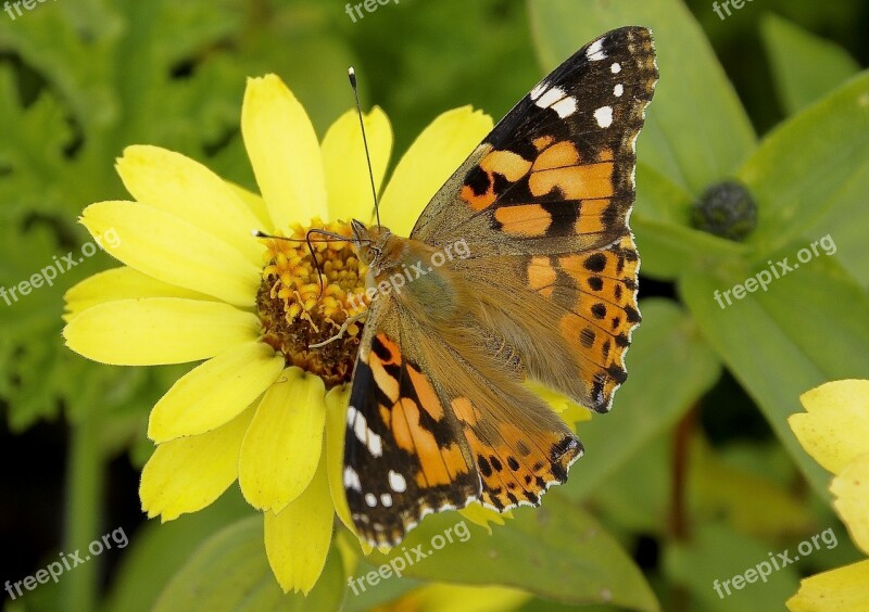 Nature Butterfly Insect Summer Blossom