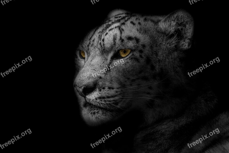 Leopard Animal Design Nature Wild