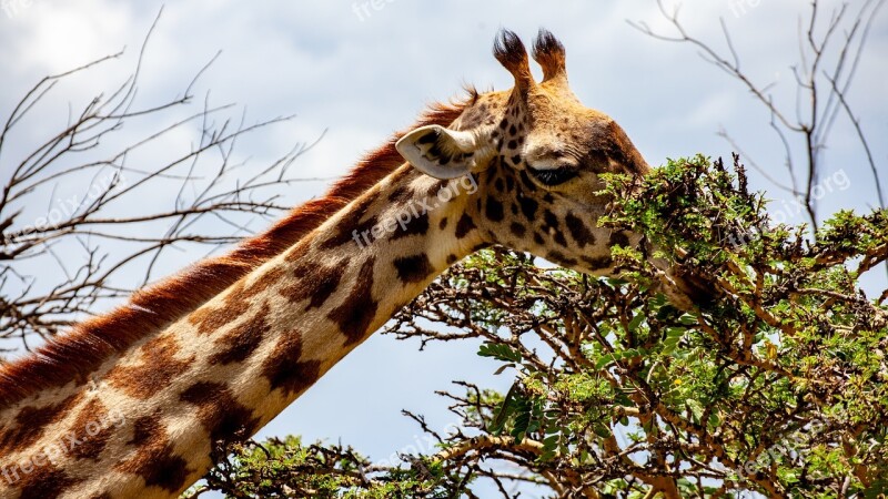 Giraffe Tree Kenya Head Eat