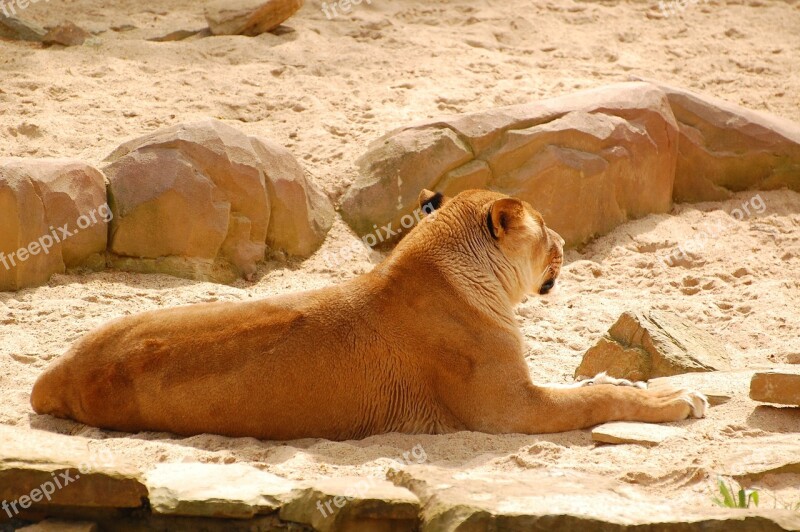 Lioness Wild Wildlife Mammal Zoo