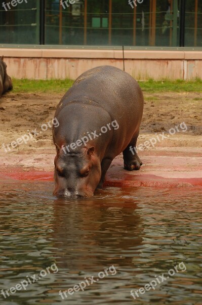 Hippo Water Hippopotamus Africa Animal