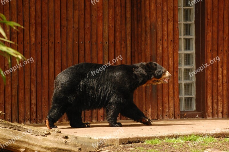 Bear Black Zoo Animal Wildlife