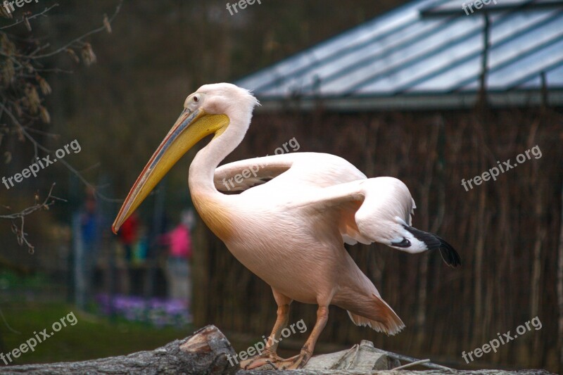 Pelican Animal Tier Zoo Dresden