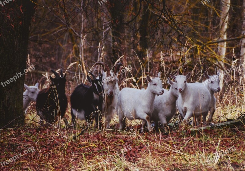 Goats Goat Forest Nature Animals