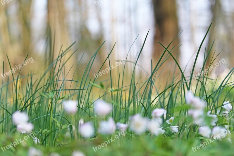 Wood Anemone Forest Flower White Anemone Wild Plant