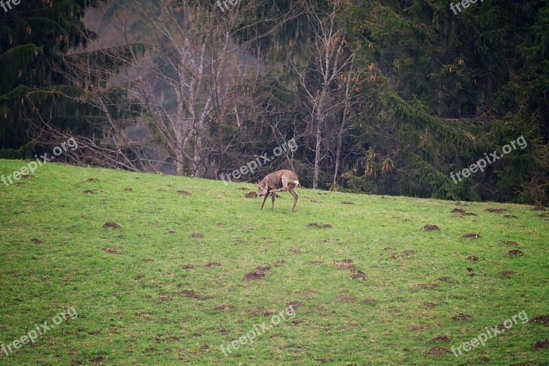 Roe Deer Wild Red Deer Animal World Fawn