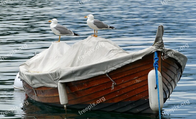 Lake Boat Water Rowing Boat Birds