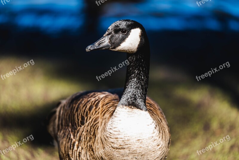 Goose Bird Animal Head Beak