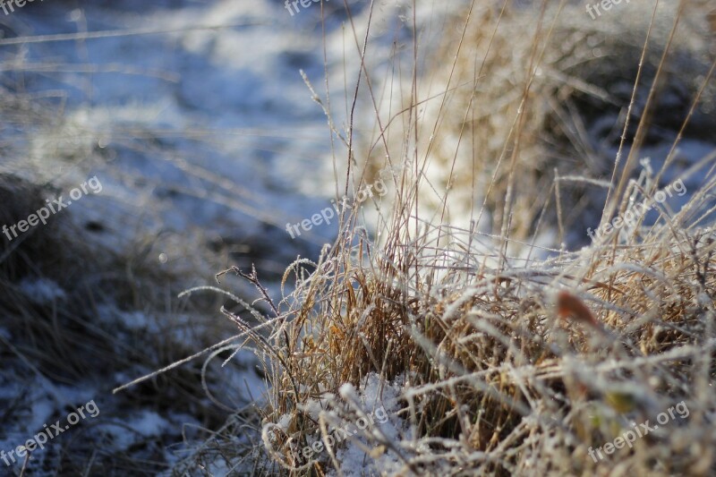 Winter Frost Nature Grass Pasture