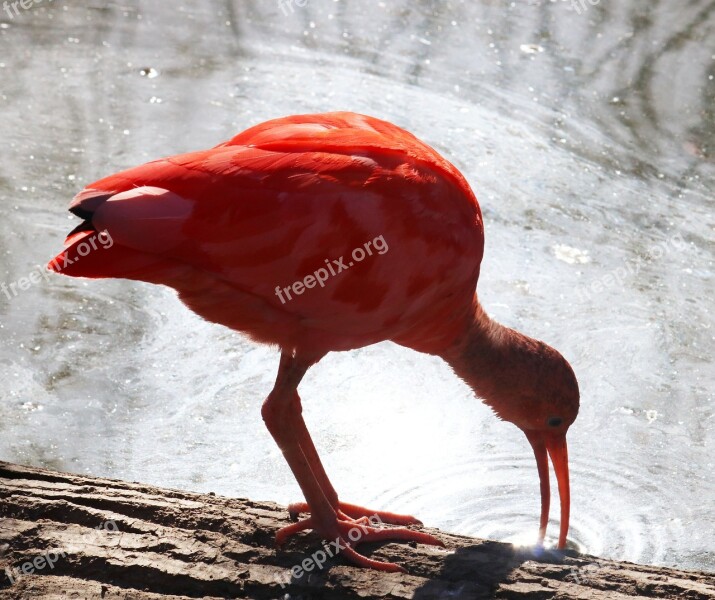 Red Ibis Bird Animal Oink