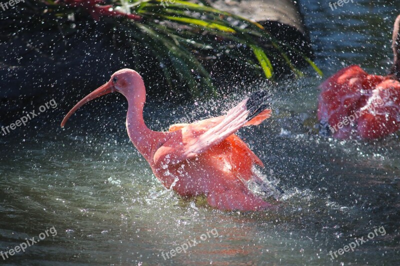 Red Ibis Bird Zoo Wildlife