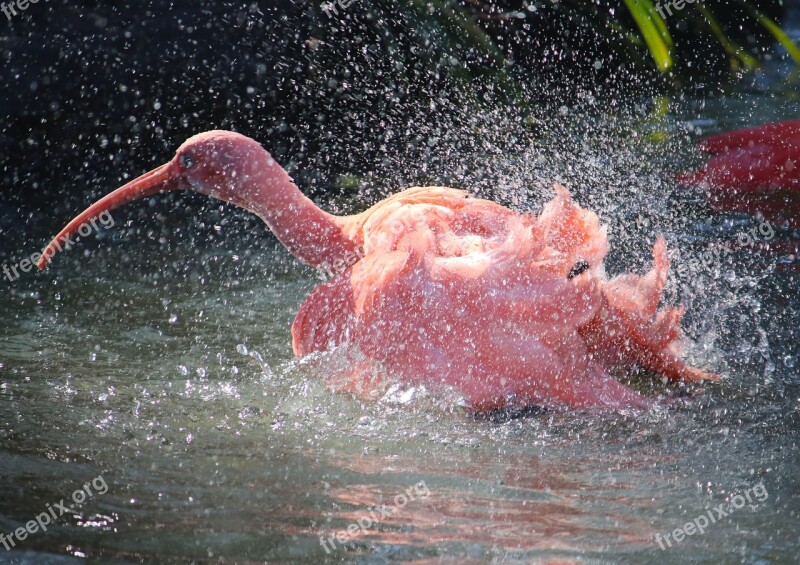 Red Ibis Nature Washing Water