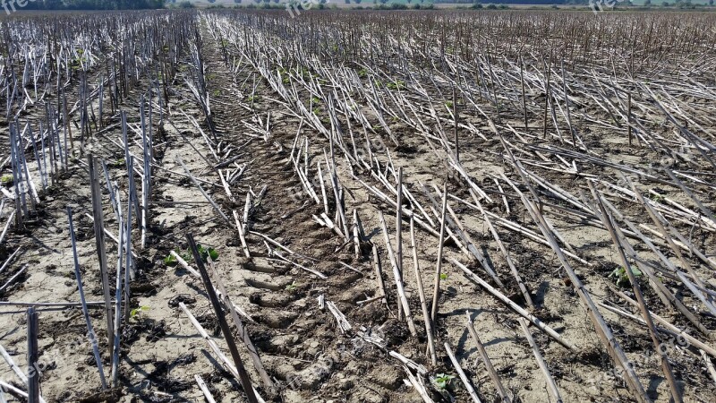 Field Nature Wide Landscape Agriculture