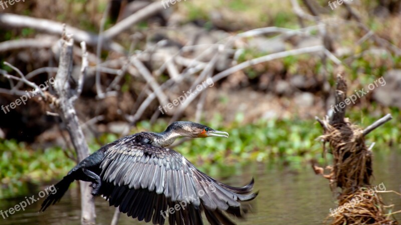 Bird Tree River Flight Waters