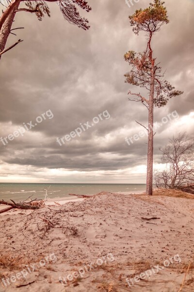 Baltic Sea West Beach Tree Clouds Sea