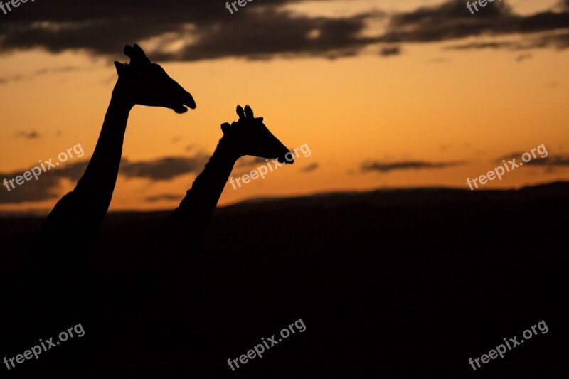 Sunset Silhouette Africa Safari Animals