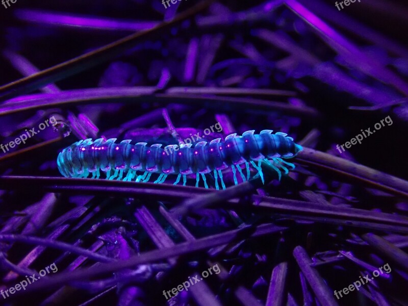 Millipede Fluorescent Ultraviolet Night Neon