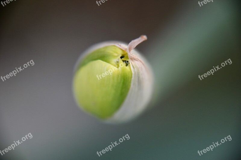 Tulip Flower Petal Plants Garden