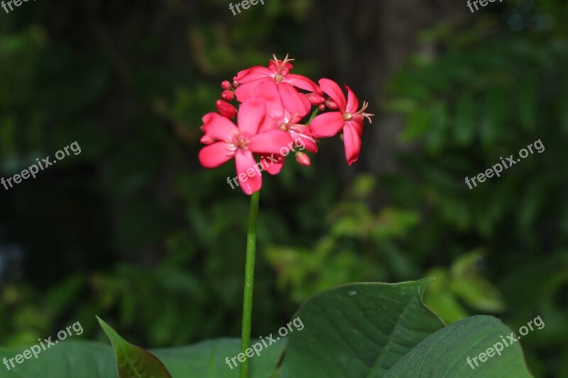 Blossoms Flower Pink Nature Plant