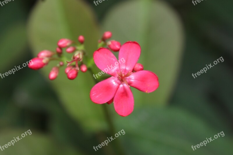 Blossoms Flower Pink Nature Plant