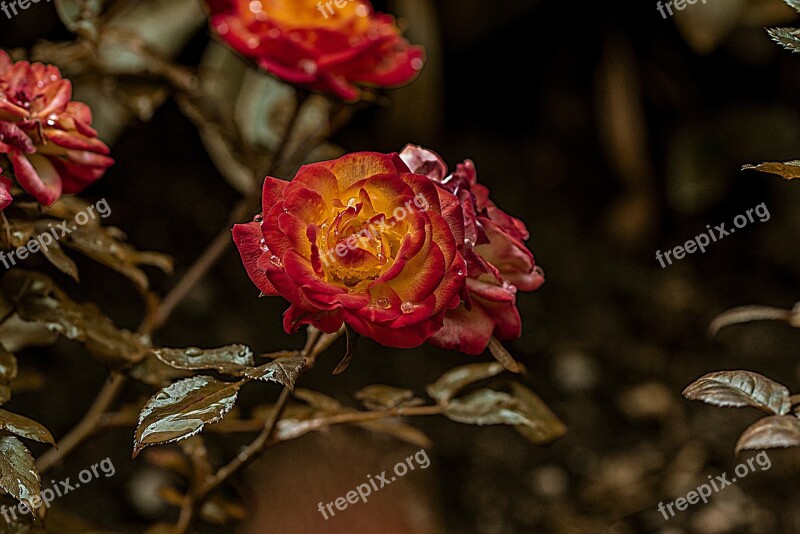 Rosa Flower Bella Nature Romance