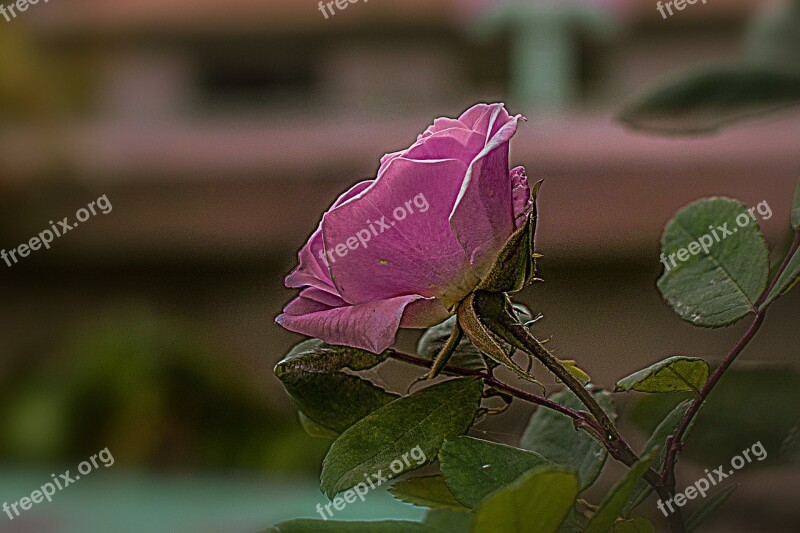 Rosa Flower Bella Nature Romance