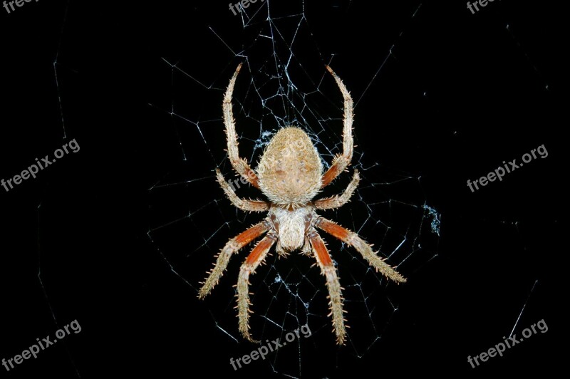 Spider Arthropod Arachnid Hairy Animals