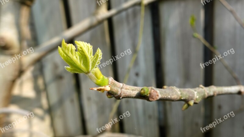 Fig Tree Spout Spring Nature Pruned