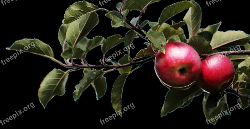 Apple Nature Tree Agriculture Blade