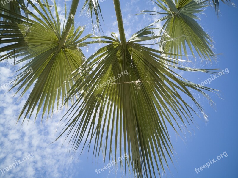 Palm Leaves Nature Tropical Summer