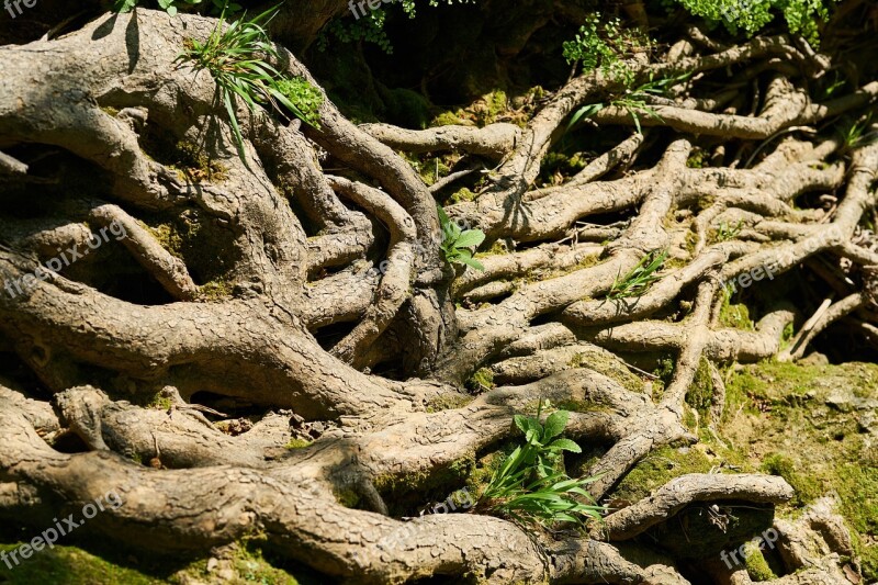 Tree Root Vein Old Strong