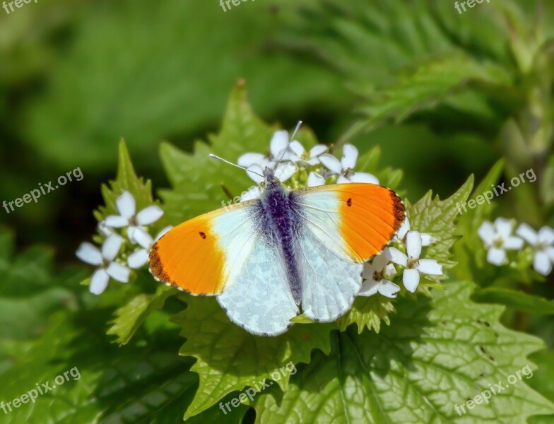 Butterfly Orange-tip Nature Insect Wildlife