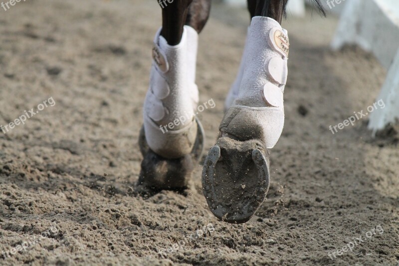 Horses Need Rijbak Horseback Riding Free Photos