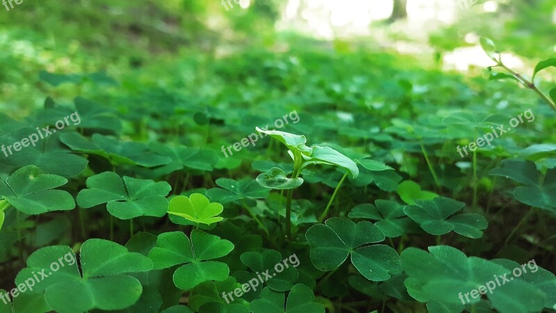 Green Clover Chance Plants Nature