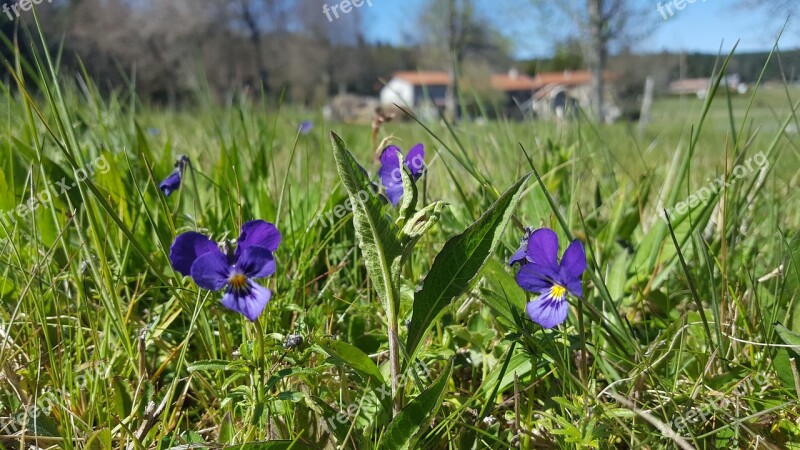 Violet Spring Flowers Nature Plants