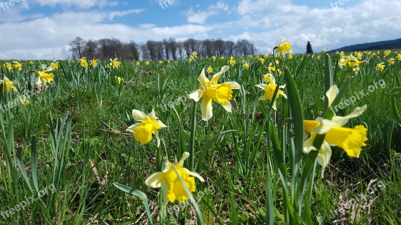 Daffodil Spring Flower Yellow Flowers