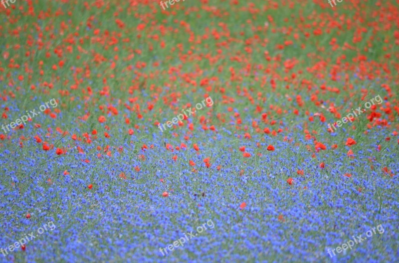 France Poppy Cornflowers Poppies Nature