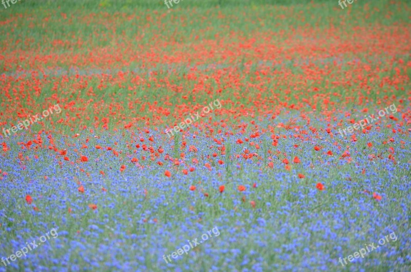 France Poppy Cornflowers Poppies Nature