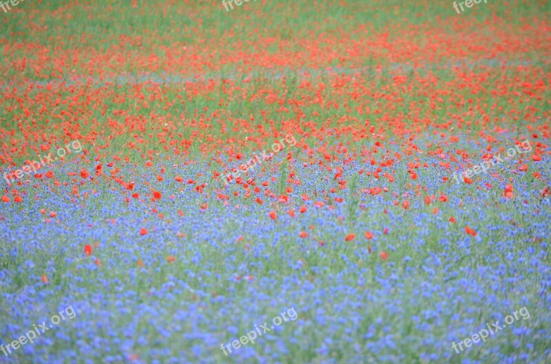 France Poppy Cornflowers Poppies Nature