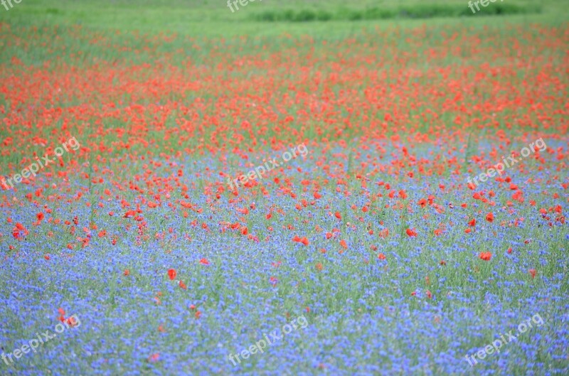 France Poppy Cornflowers Poppies Nature