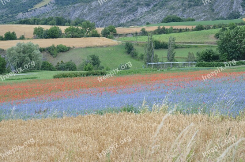 France Poppy Cornflowers Poppies Nature