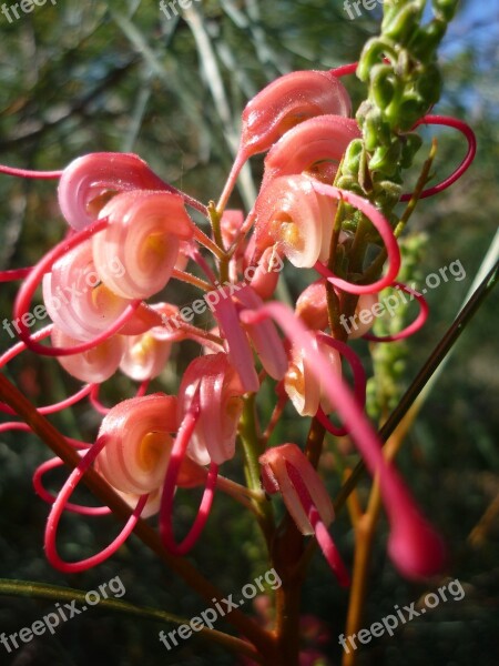 Flower Bloom Blossom Plant Red